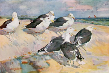 Svartryggiga måsar, illustration ur "Wildfowl and Waders"